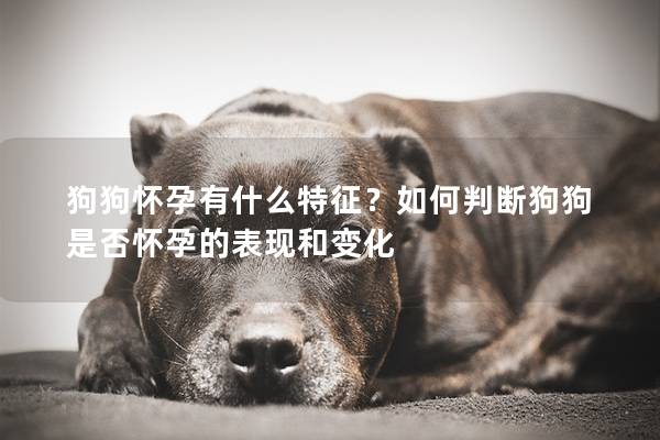 狗狗懷孕有什么特征？如何判斷狗狗是否懷孕的表現和變化